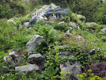 alpineum.jpg